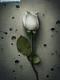 آواتار amirhoosein2000
