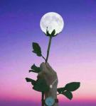 khanamo آواتار ها