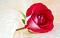 آواتار elahe1404