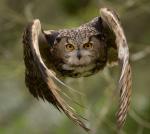 AMIB آواتار ها AMIB آواتار ها